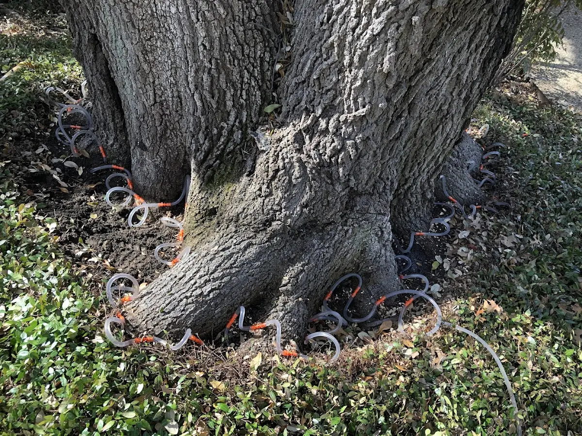 Detailed Tree Cabling and Bracing job site in Glen Burnie
