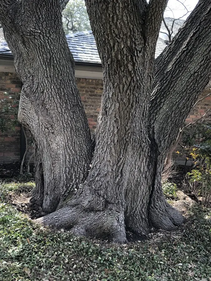 Mature heritage tree close to a Glen Burnie property cared for by certified arborists